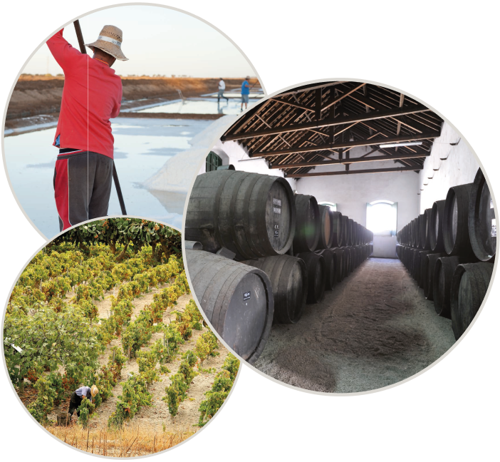 Viñedo y bodega Viñedo y bodega